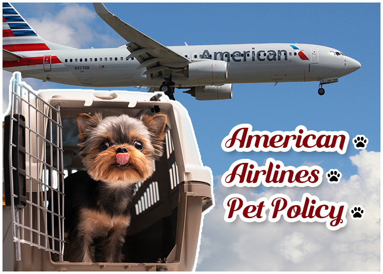 American Airlines Pet Policy